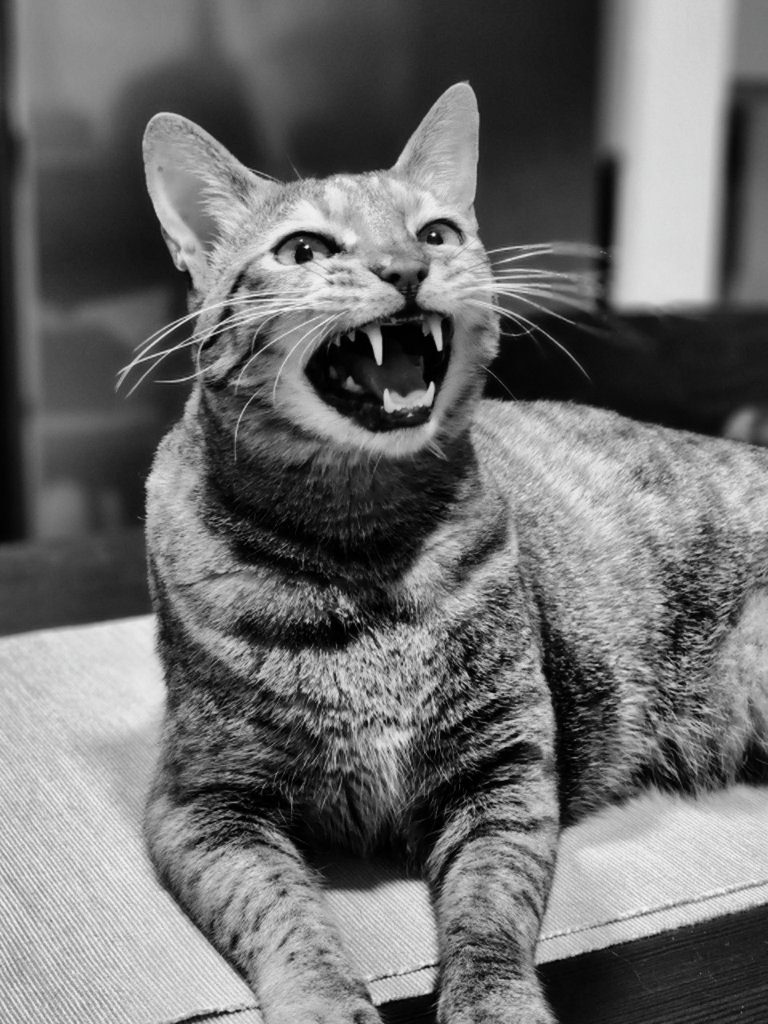Black and white photo of a tabby cat mid-yawn with mouth wide open