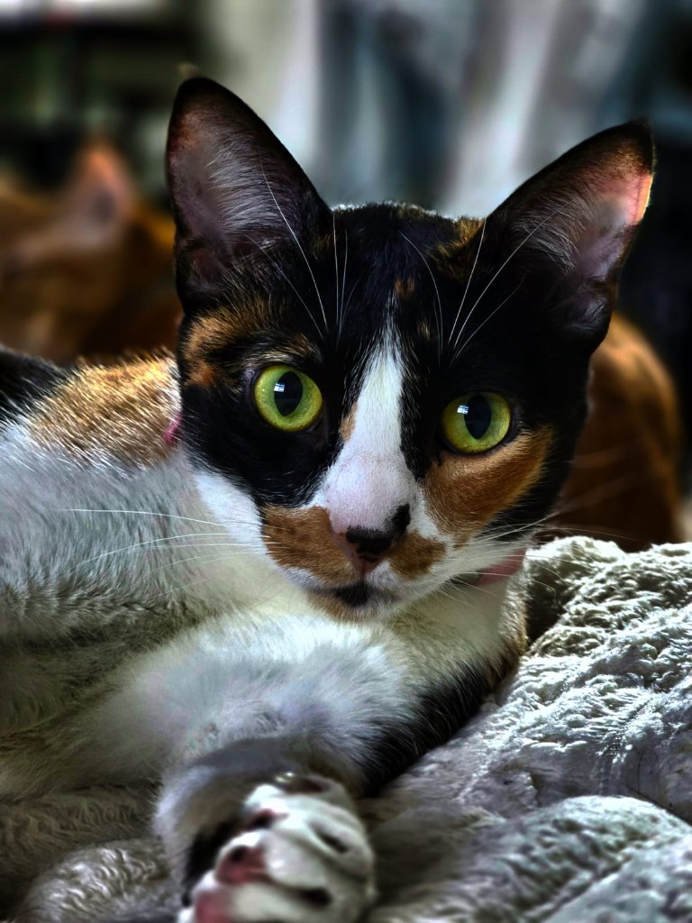 Young calico cat resting and gazing on a soft grey blanket