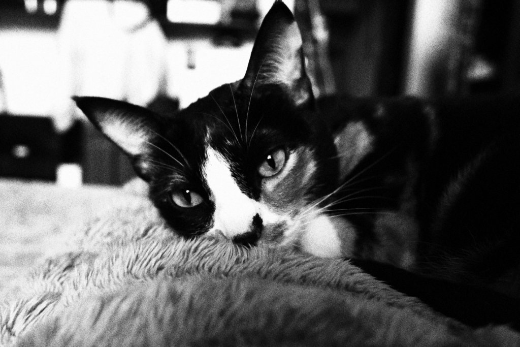 Black and white cat resting on a fluffy surface, monochrome