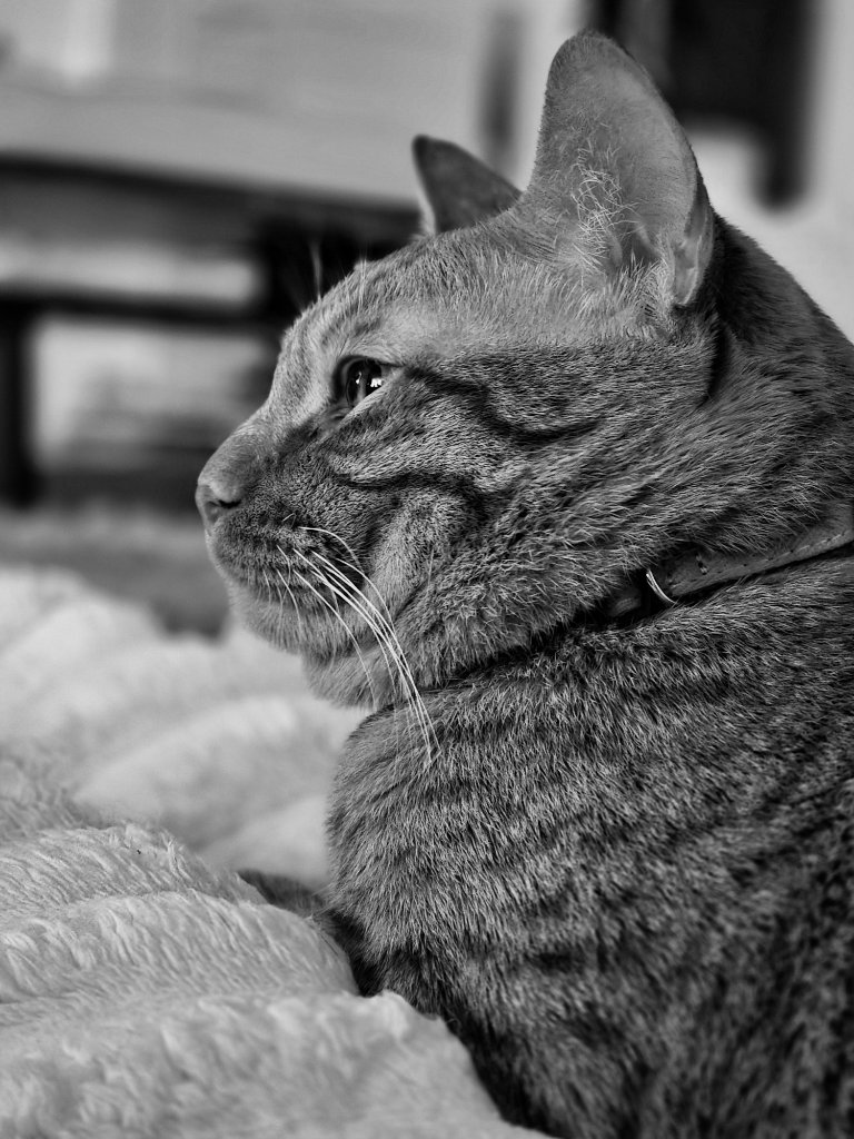 Black and white side profile of cat looking away, serene and thoughtful expression