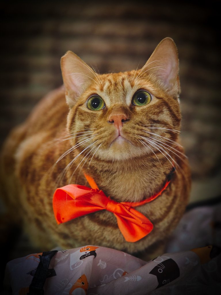 Handsome orange tabby cat wearing an orange bow tie