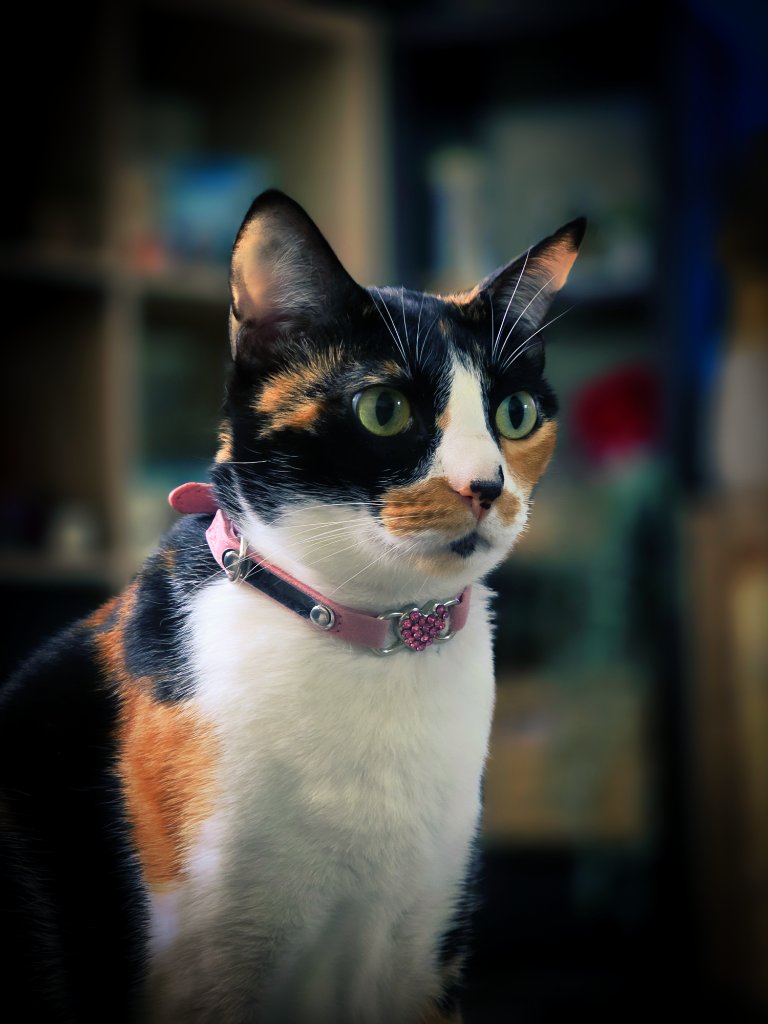 Beautiful calico cat wearing a pink collar, vibrant portrait