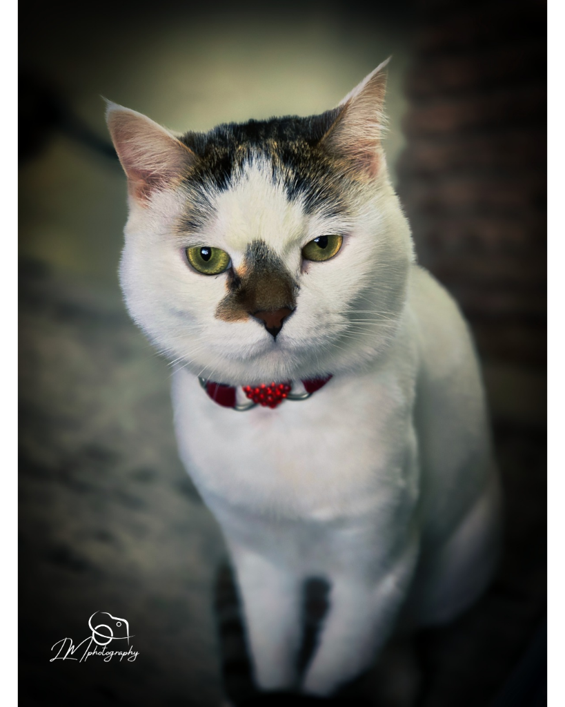 Professionally edited white cat portrait with LM Photography watermark