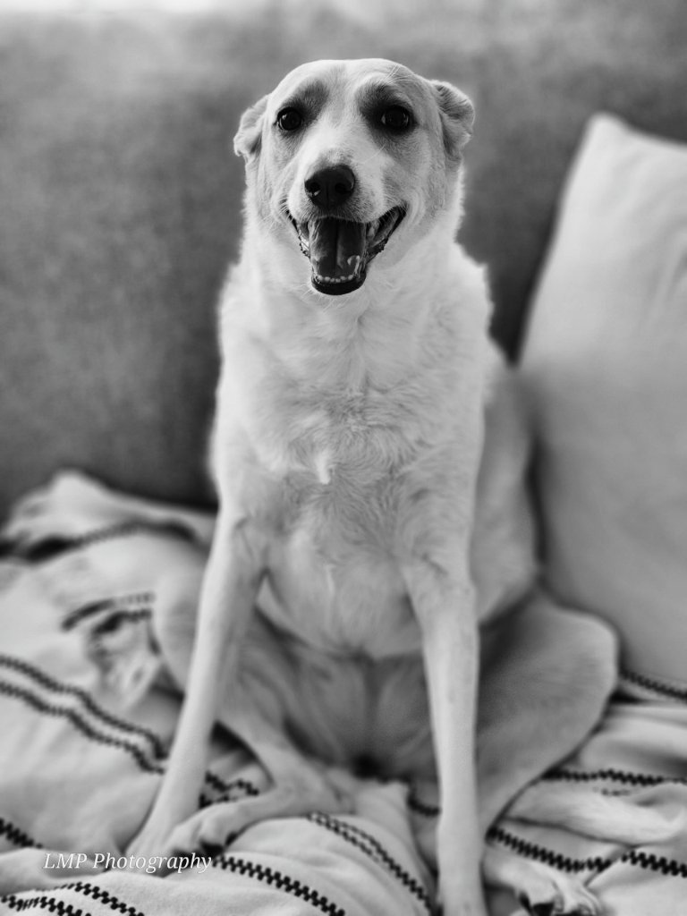 Happy white dog sitting on a sofa, black and white portrait