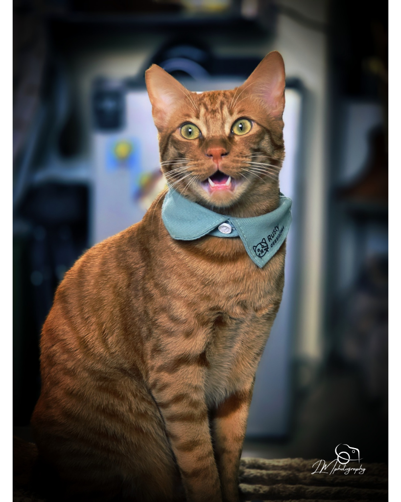 Edited portrait of Rusty the orange cat with bandana, LM Photography watermark