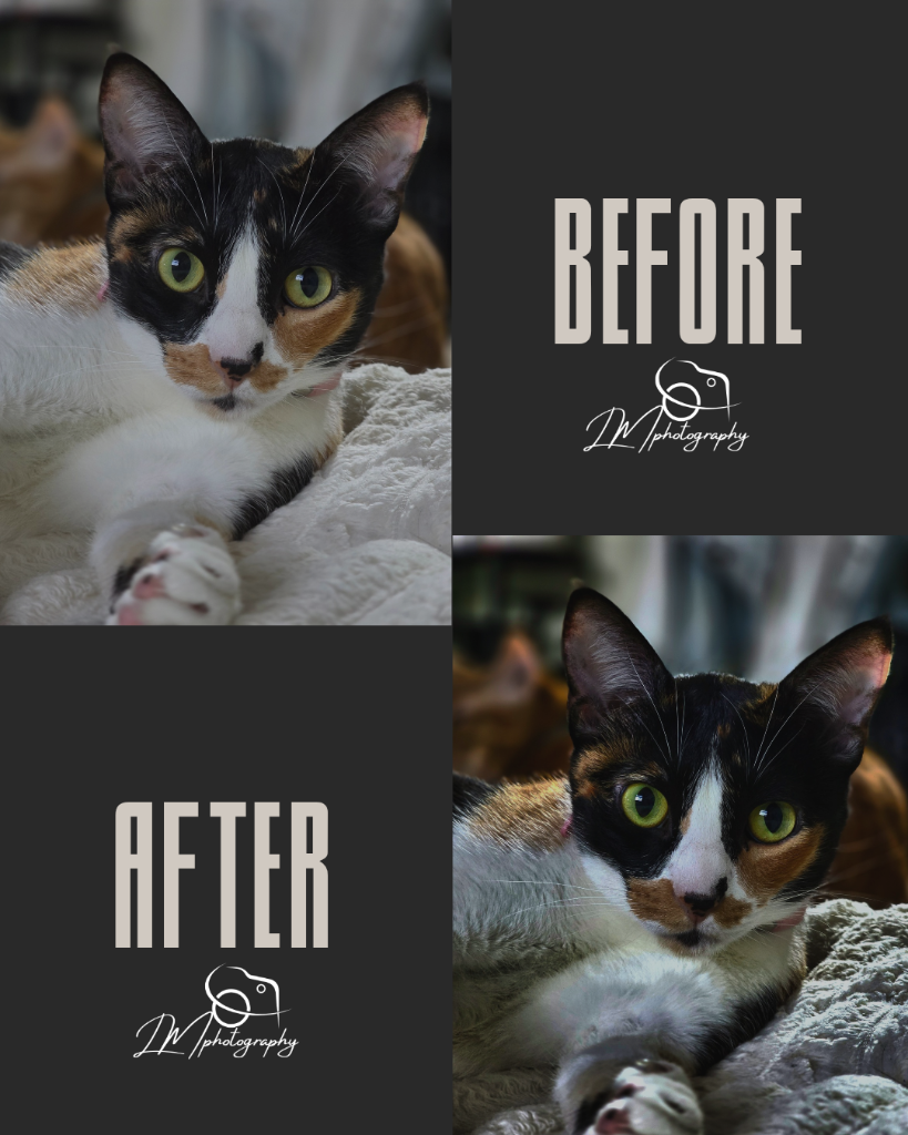 Before and after photo edit of a calico cat portrait by LM Photography