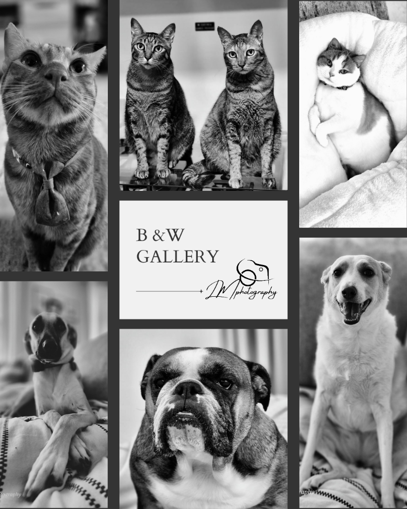 Black and white gallery collage of pet portraits by LM Photography