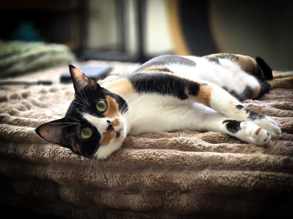 Calico cat stretched out and lounging on a soft blanket