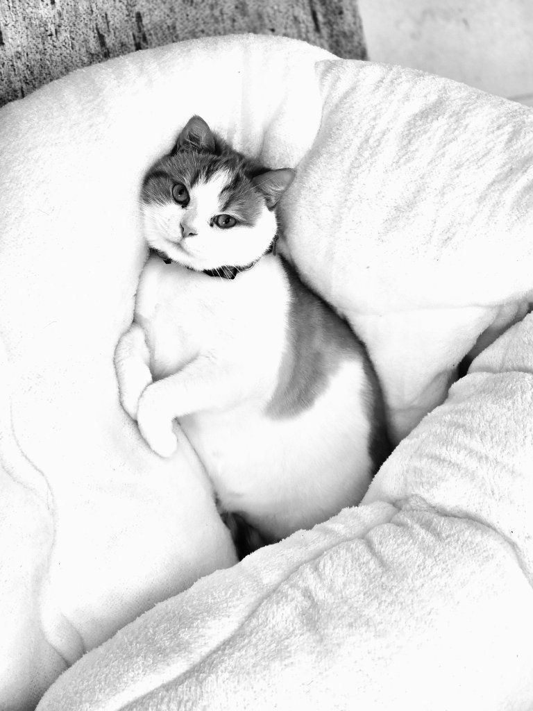 Cute cat peeking out of a white fluffy blanket, monochrome