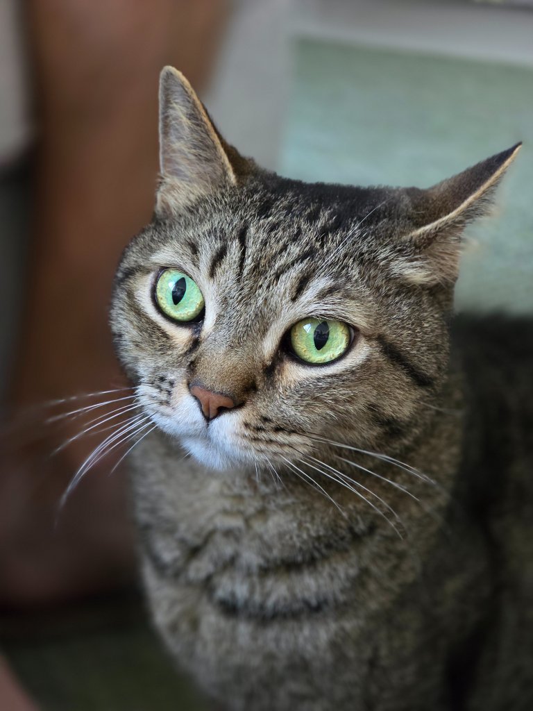 Close-up portrait of a tabby cat with striking green eyes
