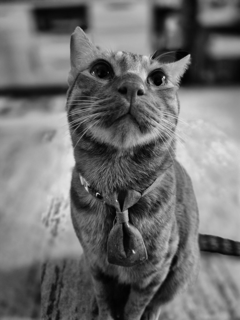 Tabby cat with bow tie looking up, black and white portrait