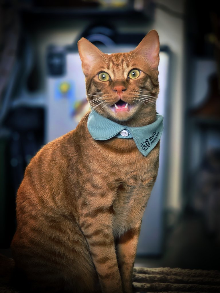 Orange tabby cat Rusty wearing a teal bandana with mouth open
