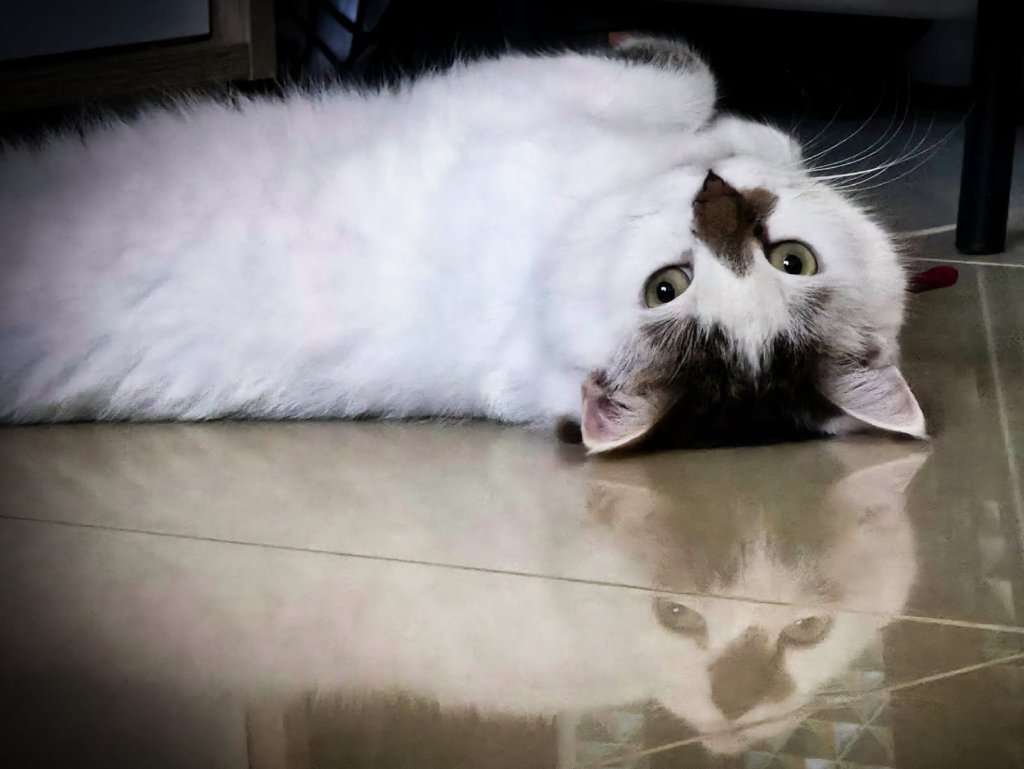 White fluffy cat lying upside down on a tiled floor with reflection