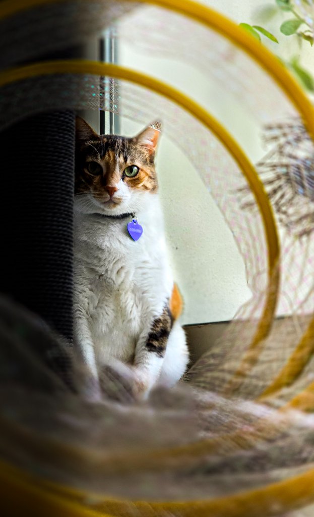 Calico cat sitting inside wire-mesh play tunnel with purple heart-shaped tag beside scratching post