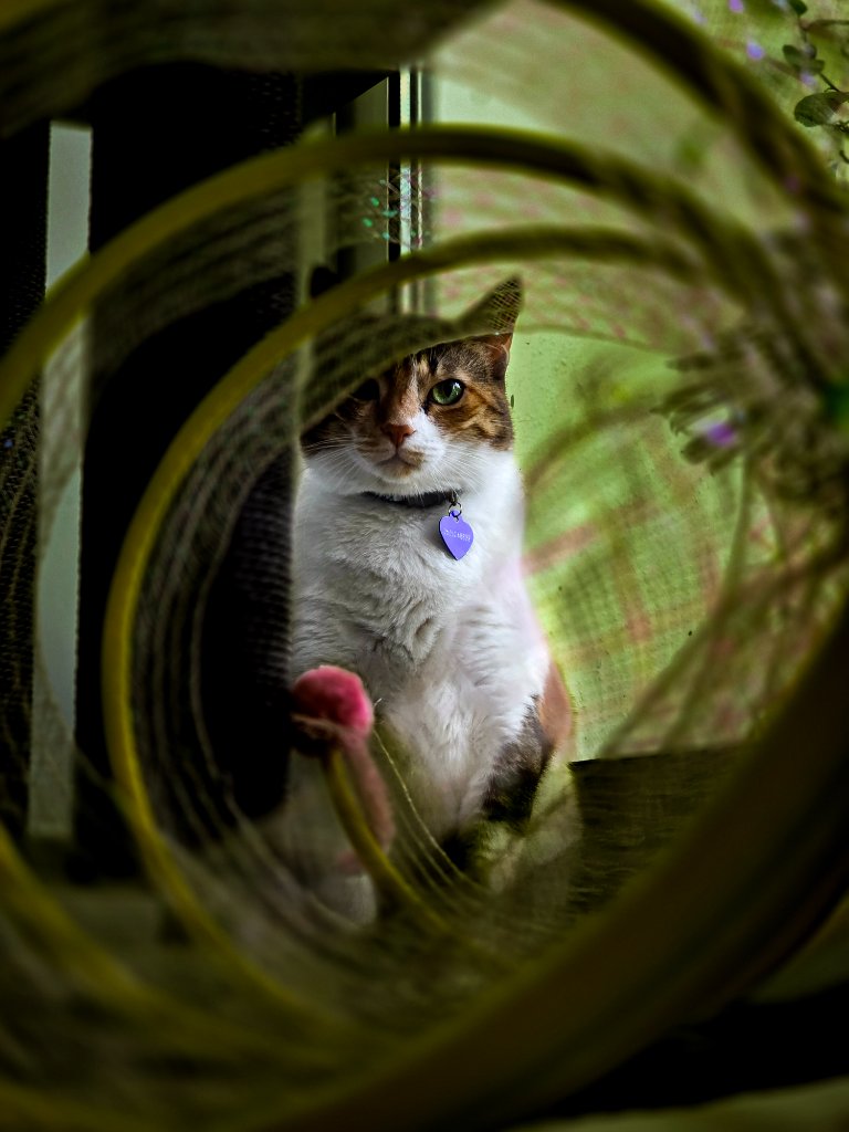 Calico cat with green eyes peeking through circular mesh cat tunnel with purple heart tag