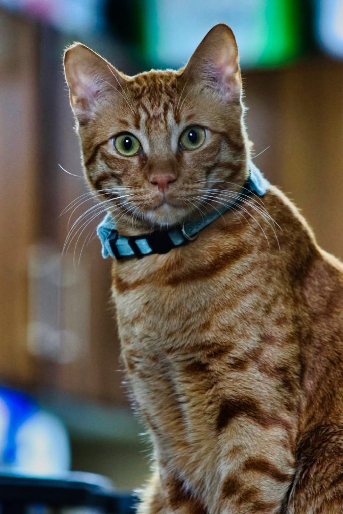 Young orange tabby kitten with blue collar sitting alert