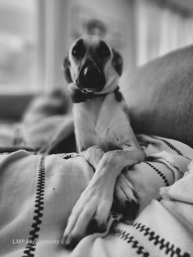 Slim greyhound dog resting on a blanket, black and white