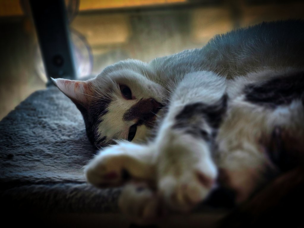 White and grey cat sleeping peacefully on a cat perch