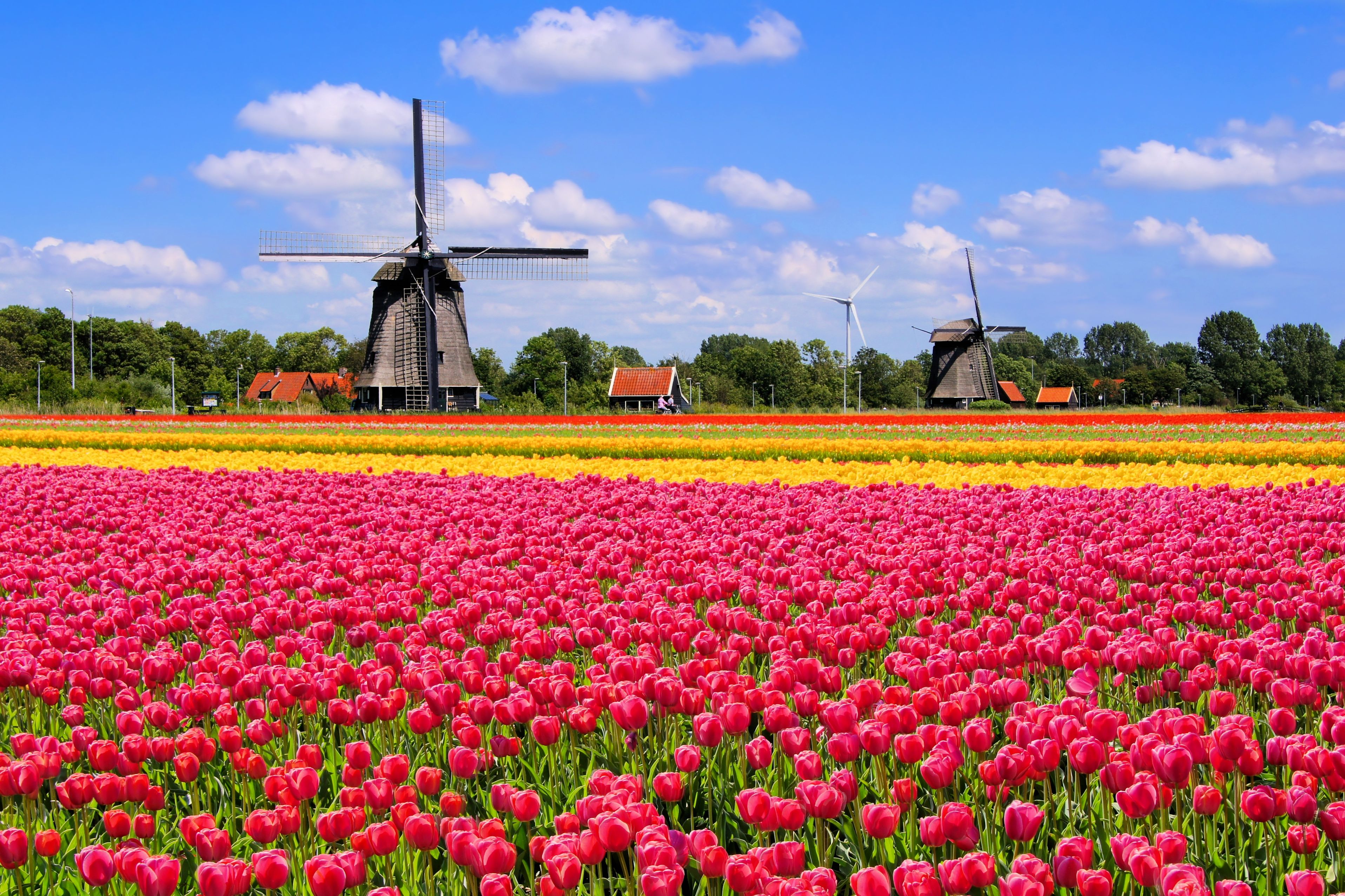 Pays-Bas - Belgique 2