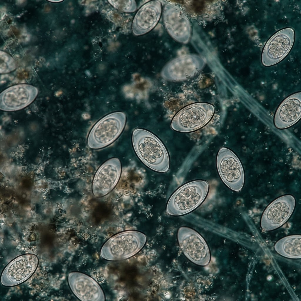 Microscopy of equine strongyle parasite eggs in a fecal flotation sample