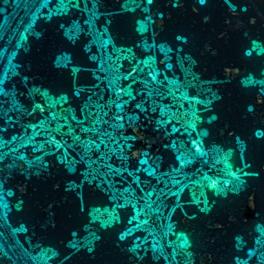 Dark field microscopy of bacterial colonies