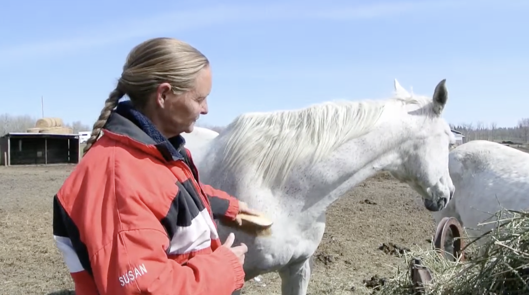 Susan Fyfe grooming a rescued horse at Keno Hills