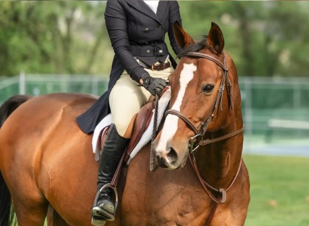 Bay horse with rider in formal show attire