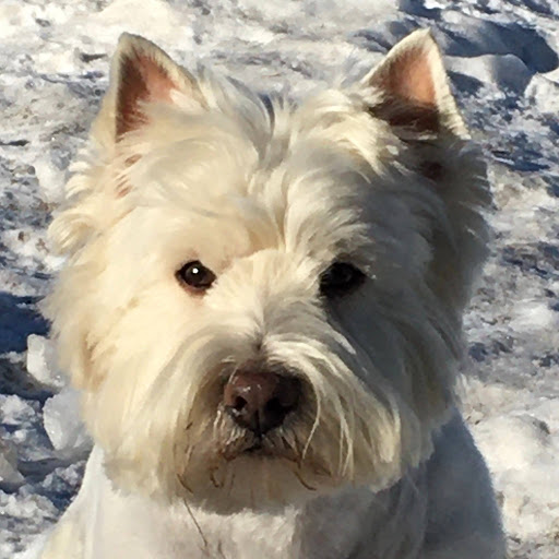 Zoee the Westie