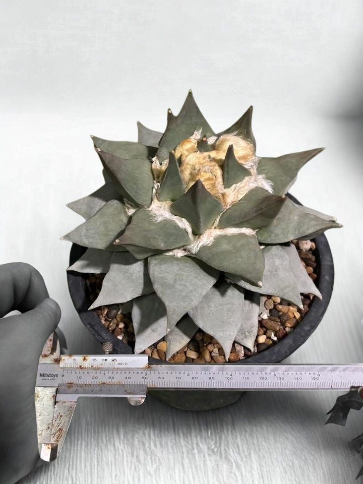 Ariocarpus Retusus