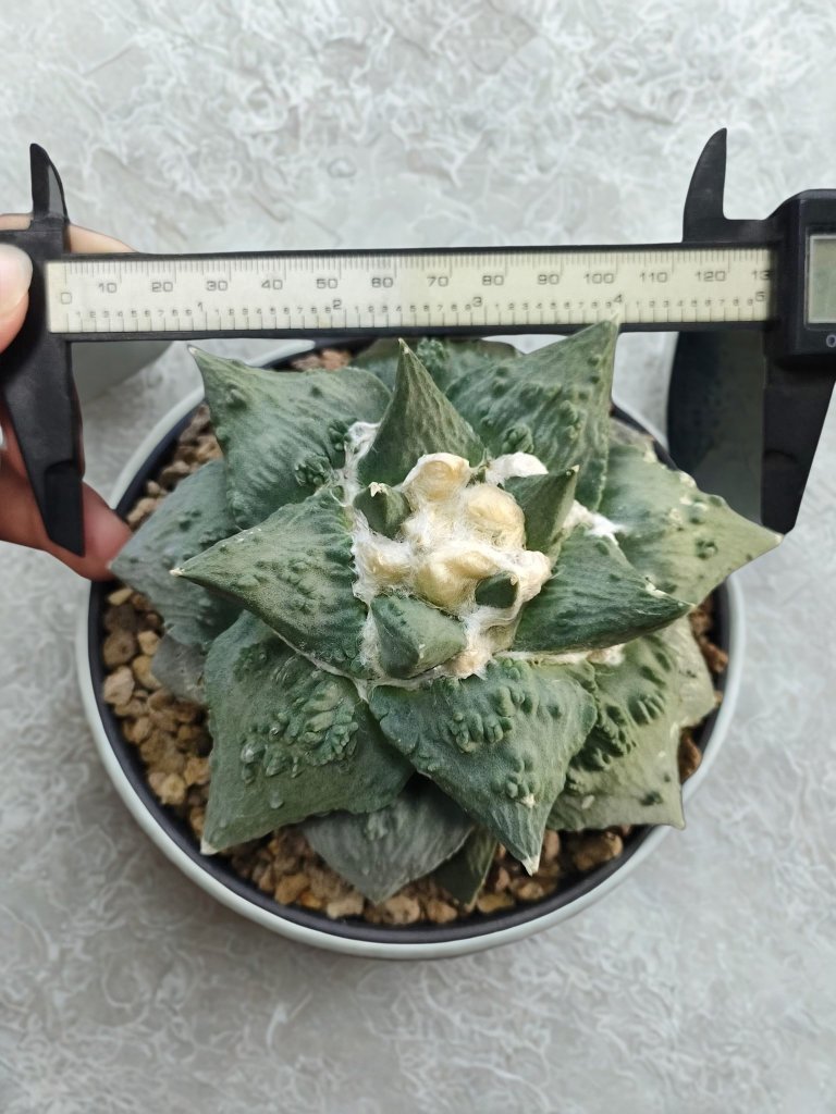 Ariocarpus Godzilla