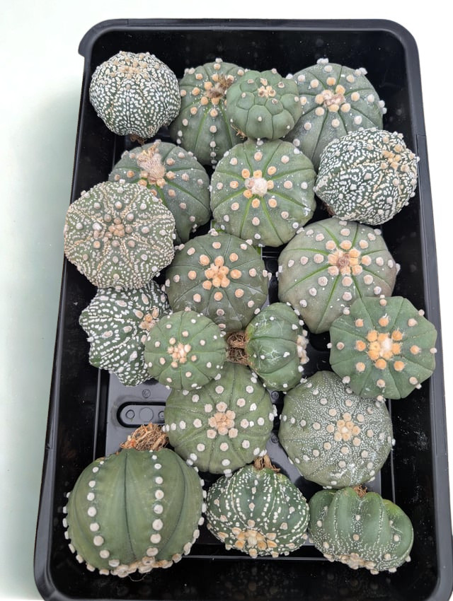 Astrophytum