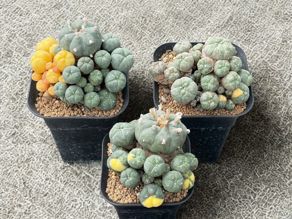 L.W Caespitosa