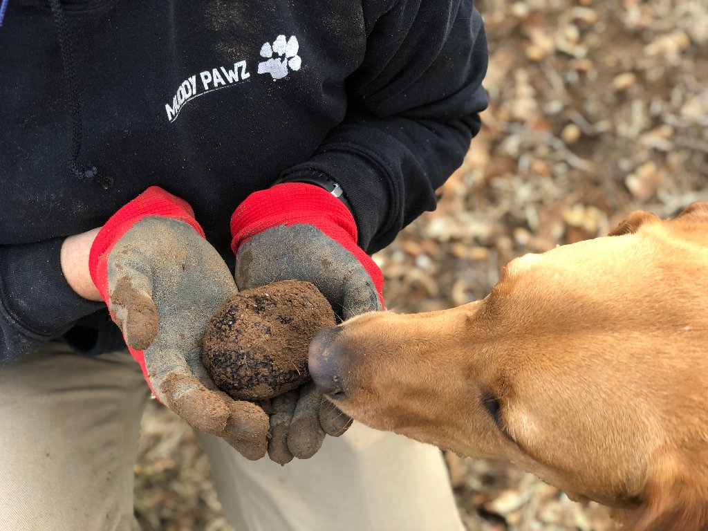 Emma working with detection dog