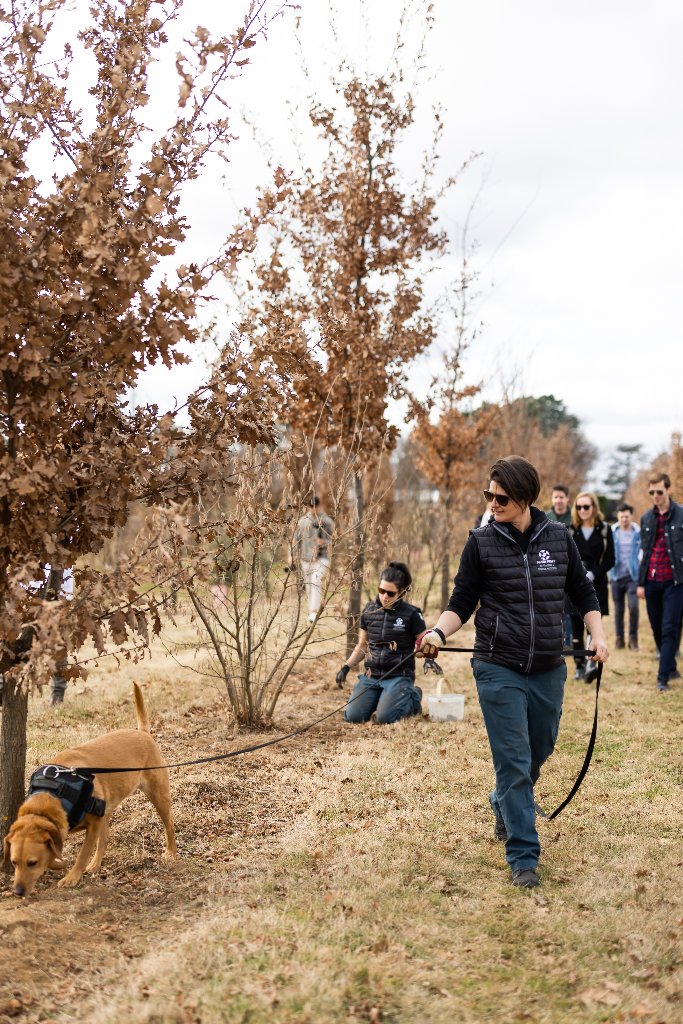 Emma McPherson working with detection dog in truffle orchard