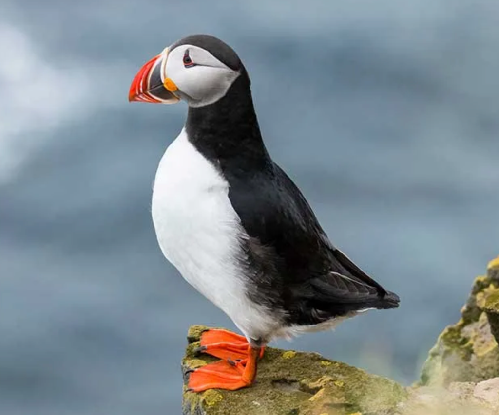 Incredible Wildlife