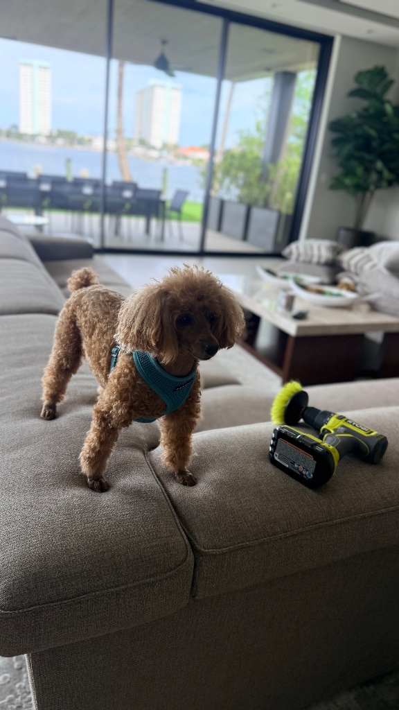 Pet Stain & Odor Treatment