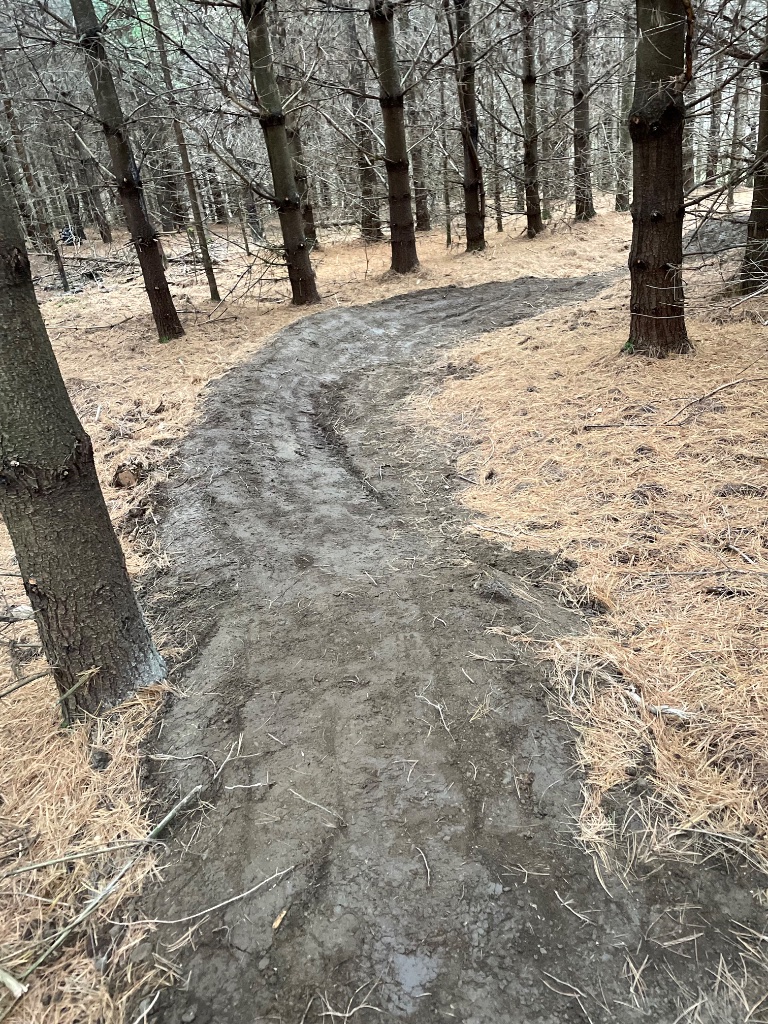 Sentier de VTT dans les pins