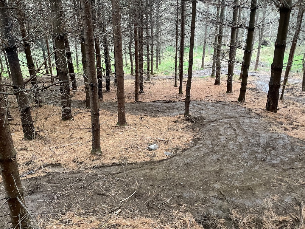 Sentier de vélo en forêt de pins