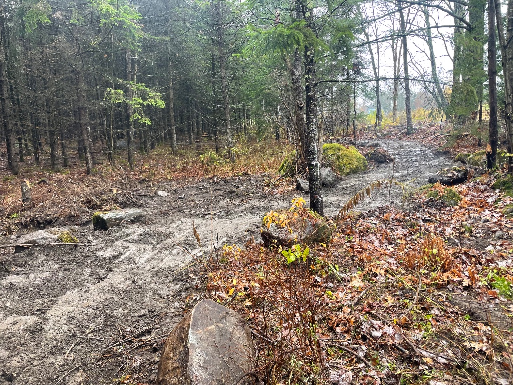 Sentier de terre en forêt