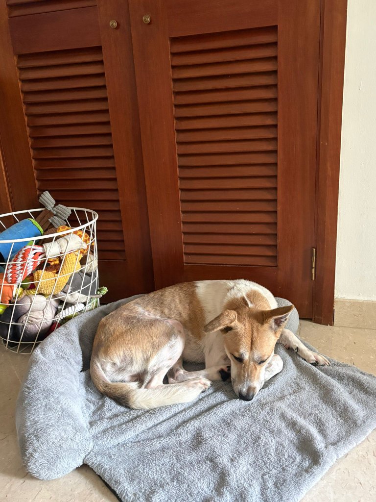 Pet boarding