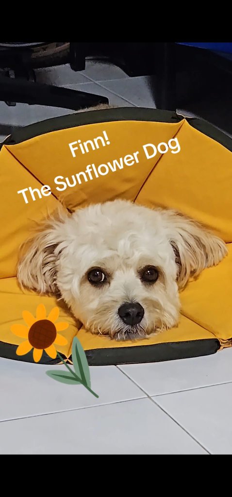 Finn, Our Sunshine Dog 🌟