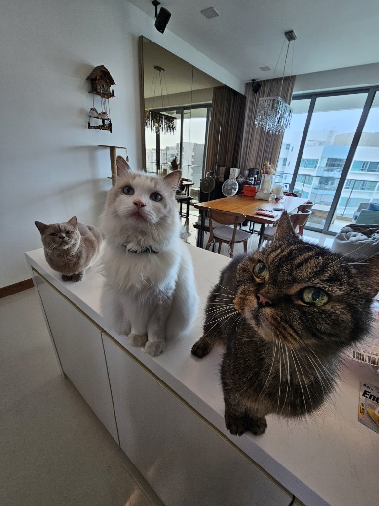 Koby, KenKen, Kai & Kane