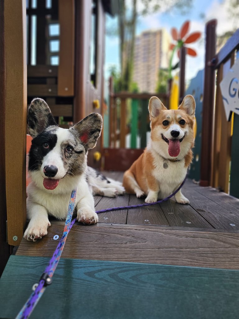 Stay-over pet sitting