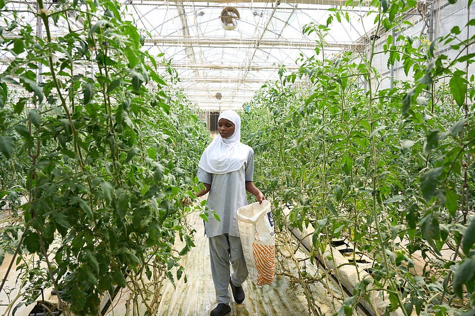 Greenhouse Farming 101
