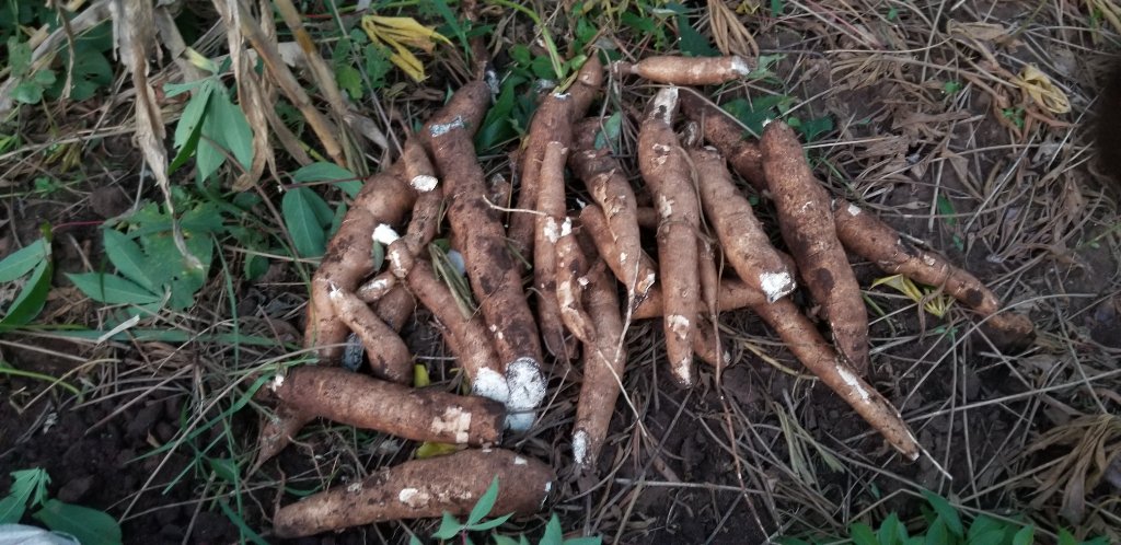 Exploring Cassava Beyond Garri & Fufu