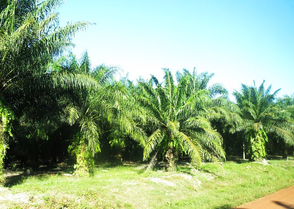 An Introduction to Palm Plantations