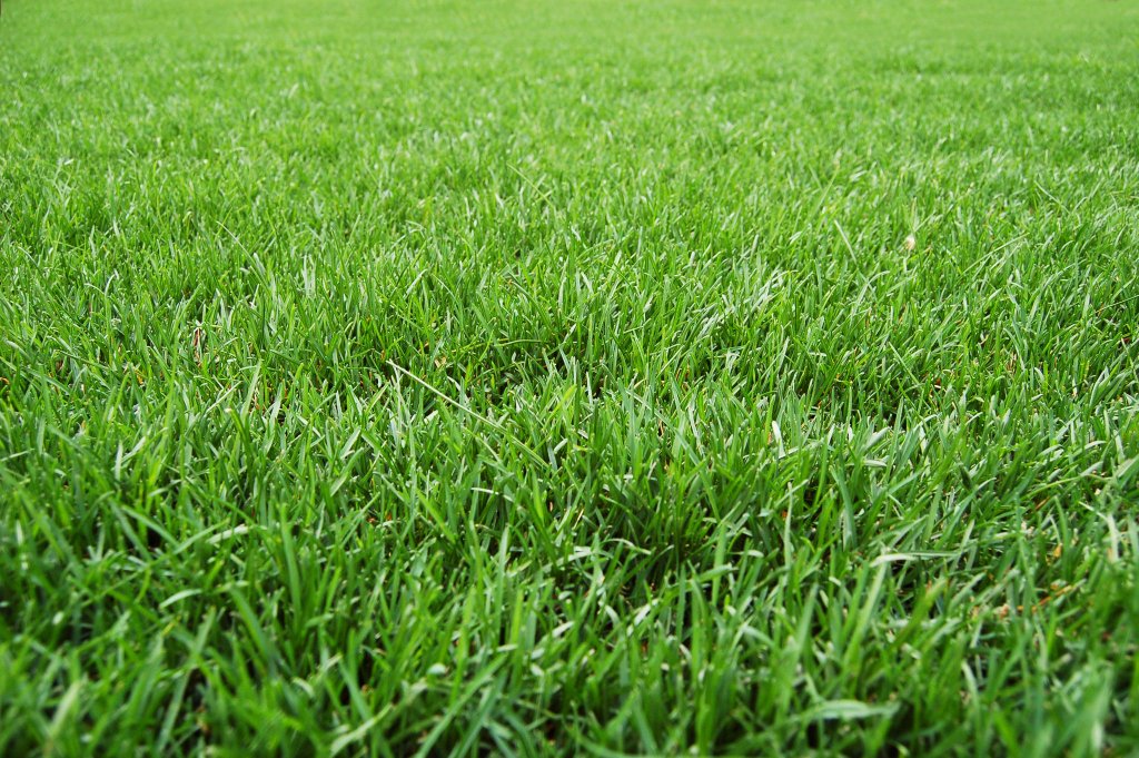 Professional lawn care in Sanford, NC