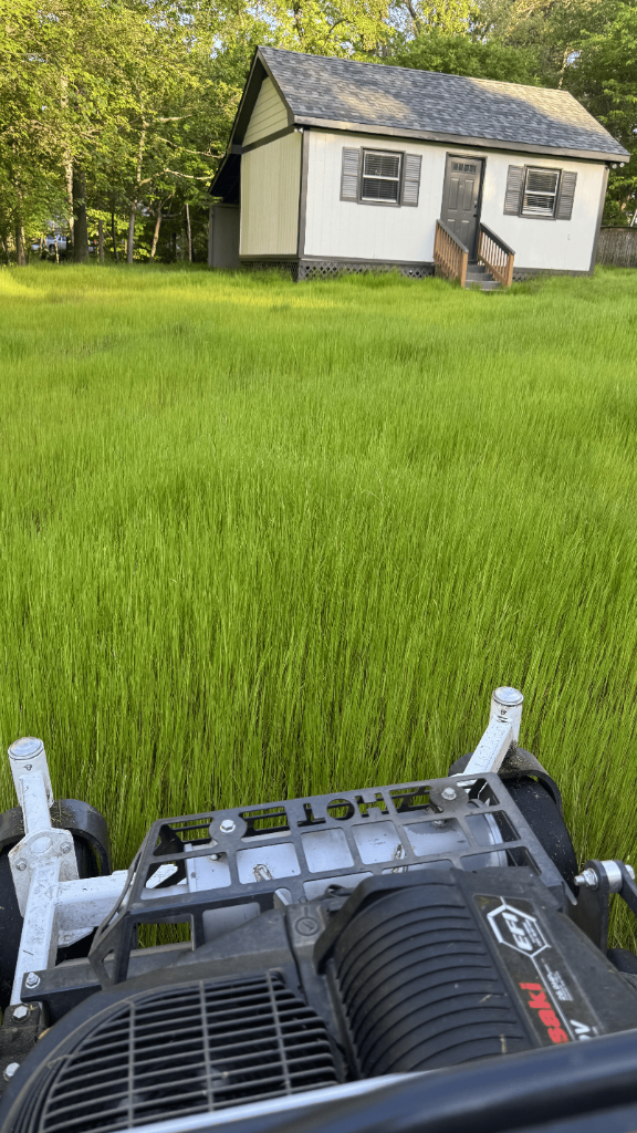 Healthy Lawn Before Mowing