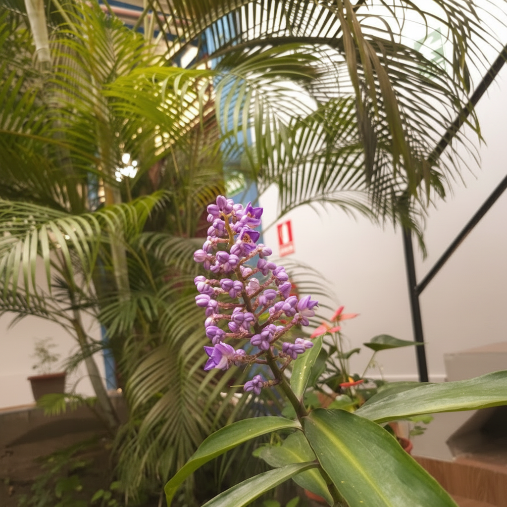 Flor tropical púrpura en nuestro jardín interior