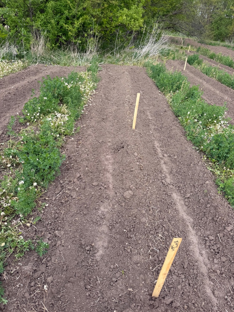 Freshly planted pumpkin rows